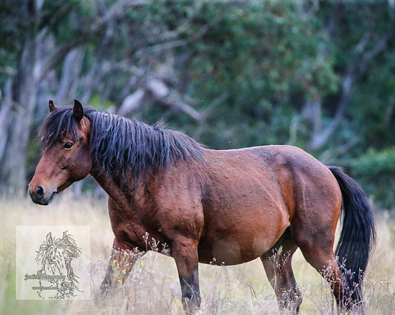 Brumbies2022_3_0541