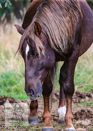 Brumbies2022_3_0484