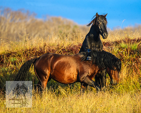 BrumbiesMar22_0155