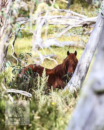 Brumbies2022_3_0208