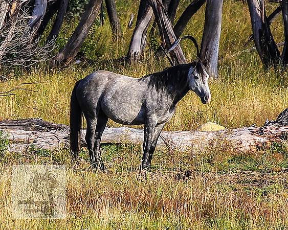 BrumbiesMar22_0222