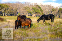 BrumbiesMar22_0013