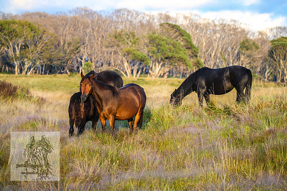 BrumbiesMar22_0013