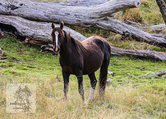 Brumbies2022_3_0385