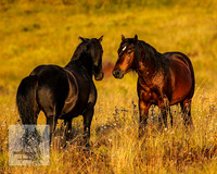 BrumbiesMar22_0111
