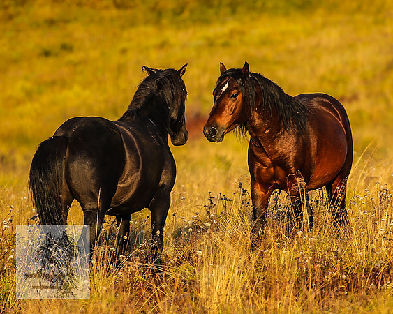 BrumbiesMar22_0111