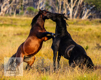 BrumbiesMar22_0196