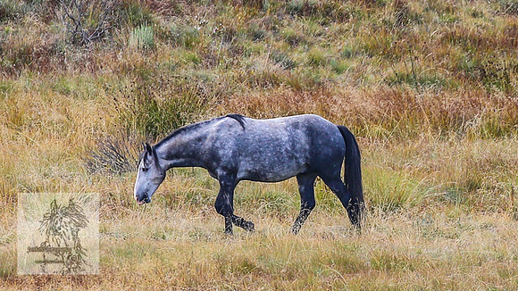 Brumbies2022_3_0138