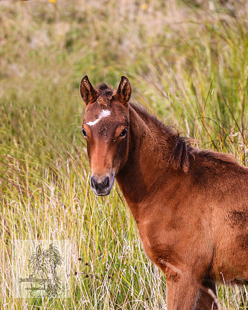 Brumbies2022_3_0516