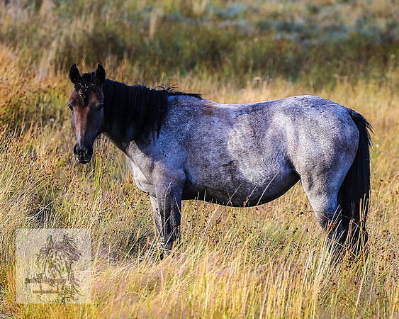 BrumbiesMar22_0227