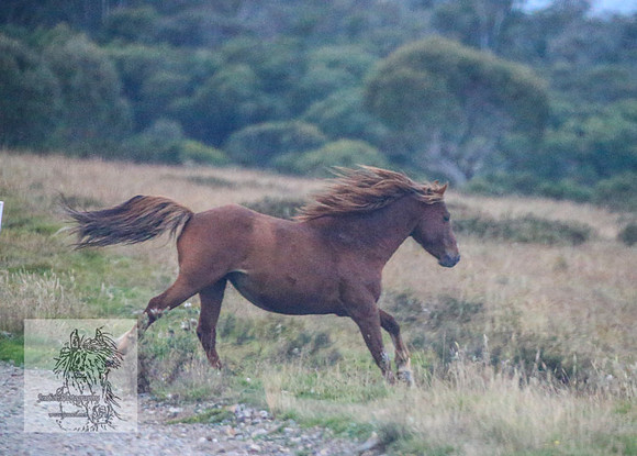 Brumbies2022_3_1265