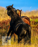 BrumbiesMar22_0127