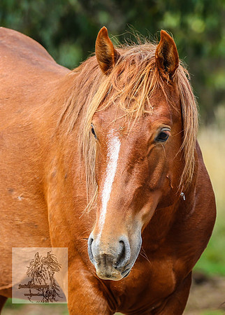 Brumbies2022_3_0352