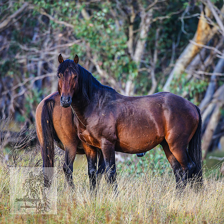BrumbiesMar22_0246