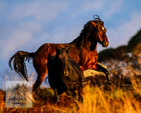 BrumbiesMar22_0069