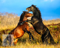BrumbiesMar22_0146