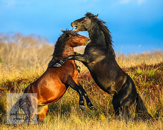 BrumbiesMar22_0146