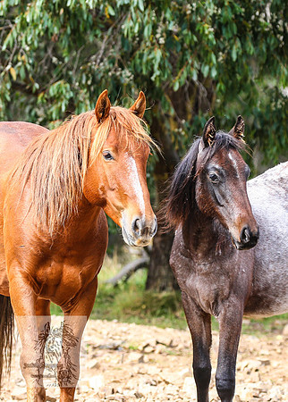 Brumbies2022_3_0339