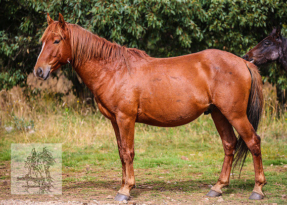 Brumbies2022_3_0370