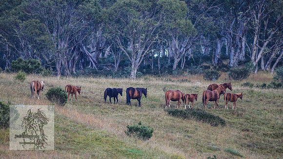 Brumbies2022_3_0079