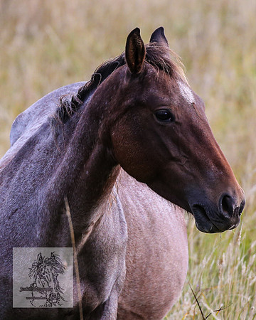Brumbies2022_3_0502