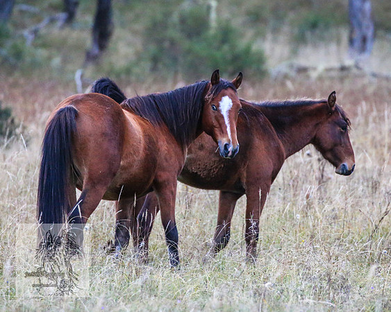 Brumbies2022_3_0544
