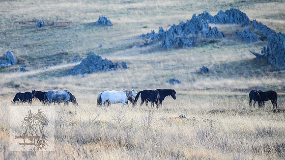 Brumbies2022_3_0202
