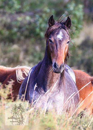 Brumbies2022_3_1002