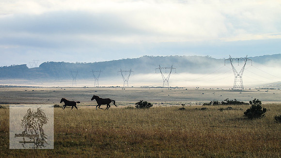 Brumbies2022_3_0047