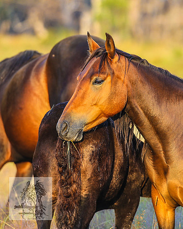 BrumbiesMar22_0033