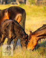BrumbiesMar22_0040