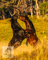 BrumbiesMar22_0049