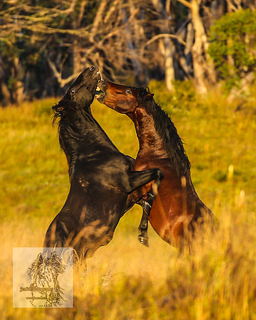 BrumbiesMar22_0049