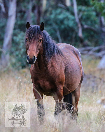 Brumbies2022_3_0534