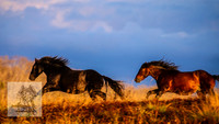 BrumbiesMar22_0109