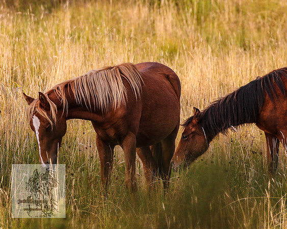 Brumbies2022_3_0500