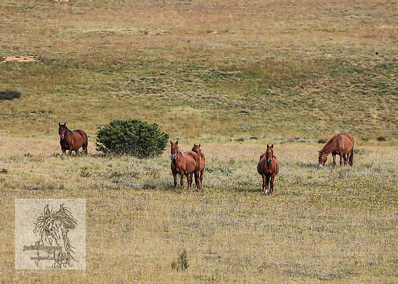 Brumbies2022_3_0443