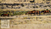 SnowyMountainBrumbiesApril_0017