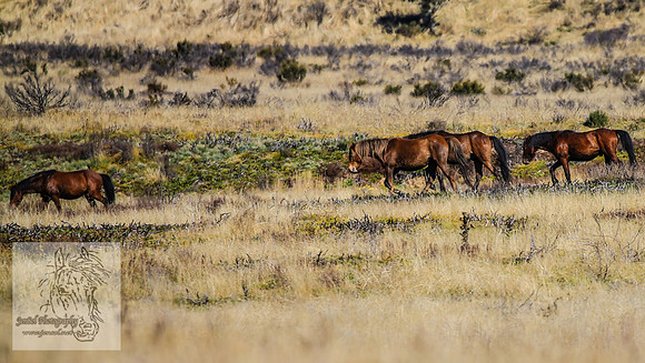 SnowyMountainBrumbiesApril_0017