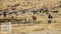 SnowyMountainBrumbiesApril_0005