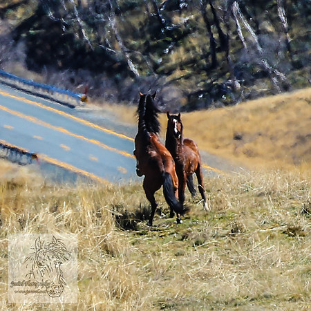 SnowyMountainBrumbiesApril_0228