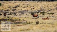 SnowyMountainBrumbiesApril_0001