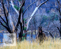 ThreeMileDam7Apr21_0033
