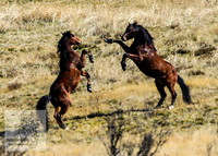 SnowyMountainBrumbiesApril_0112