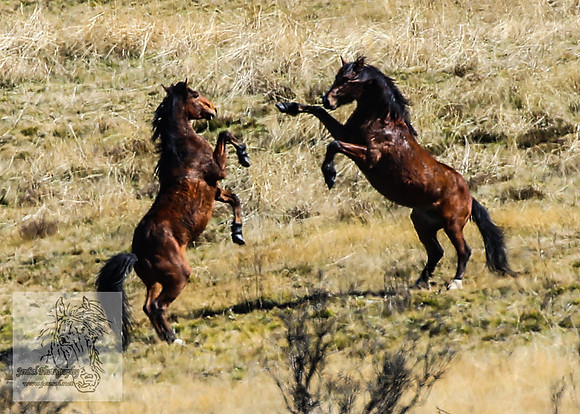 SnowyMountainBrumbiesApril_0112