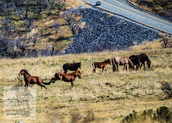 SnowyMountainBrumbiesApril_0165