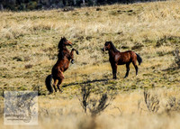 SnowyMountainBrumbiesApril_0098
