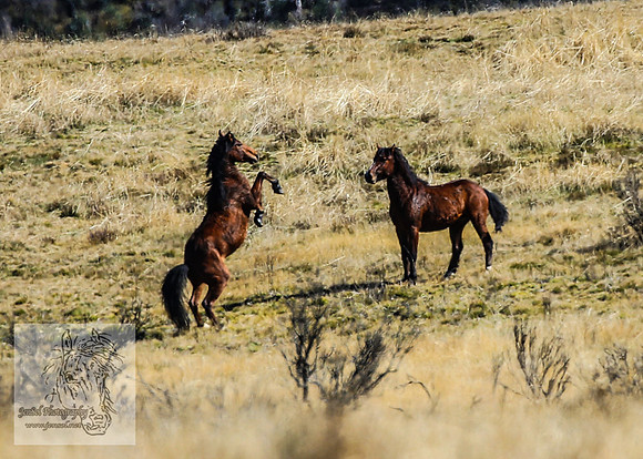 SnowyMountainBrumbiesApril_0098