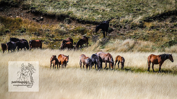 BrumbiesMar21_0042