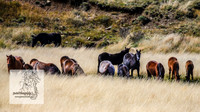 BrumbiesMar21_0050